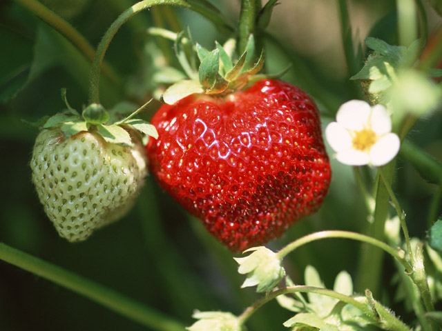 苺（いちご）をどれくらい食べると美容効果が期待できるか知っていますか？