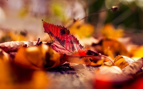 秋を香りで楽しむ方法