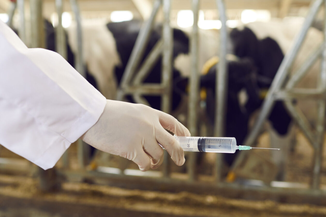 Closeup of livestock vet's hand in medical glove holding syringe with vaccine for cows | ソフィアウッズ・インスティテュート公式ブログ