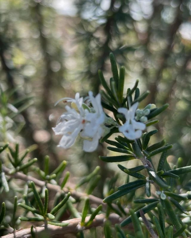 白いローズマリーの花が咲いた！
・
・
バイオ個性で食べて、心と体をつなぎ、健康と幸せを手に入れるホリスティックな食事法をコーチングする、ソフィアウッズ・インスティテュート代表　公認統合食養ヘルスコーチ（CINHC）、公認国際ヘルスコーチ（CIHC）の森ちせです。
・
・
ローズマリーって初夏～夏に花を咲かせるんだと思っていましたが
今年は暖かいせいでしょうか
お花が咲いていました！
・
しかも白いお花！
いつもは青いお花をつけていたのに、突然、白！
これも異常気象のせい？
それともローズマリー的にありなことなのでしょうか？
・
・
*******************************
あなたも統合食養学を学びませんか？
ヘルスコーチと話をしてみませんか？
*******************************
・
・
💕【セルフドクターコース】
・
セルフドクターコースは、
食で心と体をつなぎ、ご自分の主治医（セルフドクター）
になる方法を12のテーマに沿って学ぶコースです
・
新学期は毎年３月と９月
・
コースの詳細はこちらをご覧ください。
https://www.sophiawoodsinstitute.com/mindbodymedicine/selfdoctor/
・
💕【プライベート・ヘルスコーチング・プログラム】
・
なりたいあなたをイメージしてください
悩みや疑問が解決したなりたいあなたはどんな人でしょう
・
統合食養学のヘルスコーチングは
あなたのなりたいイメージから始まります
・
詳しくはこちらからご確認ください。
https://www.sophiawoodsinstitute.com/program/
・
・
#ホリスティック栄養学
#統合食養学
#ソフィアウッズインスティテュート
#ヘルスコーチ
#ホリスティック
#食事法
#食事指導
#食事改善
#食事療法
#体質改善
#代替療法
#自然療法
#ナチュラルレメディ 
#マインドボディメディシン
#セルフドクター
#資格取得 
#ローズマリー 
#白いローズマリー