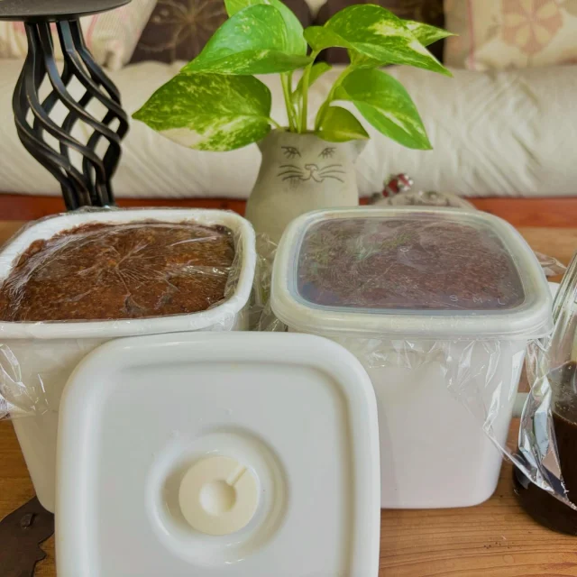 樽開けは少し遅くなったけど手前味噌完成！
・
・
バイオ個性で食べて、心と体をつなぎ、健康と幸せを手に入れるホリスティックな食事法をコーチングする、ソフィアウッズ・インスティテュート代表　公認統合食養ヘルスコーチ（CINHC）、公認国際ヘルスコーチ（CIHC）の森ちせです。
・
・
今年も手前味噌完成しました！
黒豆、玄米麹、海塩
それだけで２月に仕込んだお味噌です
・
今年もカビを一粒も出さない記録更新！
味噌造りを始めて10年目ですが、10年間で一度もカビを出したことはありません！
プチ自慢です（笑）
・
・
*******************************
あなたも統合食養学を学びませんか？
ヘルスコーチと話をしてみませんか？
*******************************
・
・
💕【セルフドクターコース】
・
セルフドクターコースは、
食で心と体をつなぎ、ご自分の主治医（セルフドクター）
になる方法を12のテーマに沿って学ぶコースです
・
新学期は毎年３月と９月
・
コースの詳細はこちらをご覧ください。
https://www.sophiawoodsinstitute.com/mindbodymedicine/selfdoctor/
・
💕【プライベート・ヘルスコーチング・プログラム】
・
なりたいあなたをイメージしてください
悩みや疑問が解決したなりたいあなたはどんな人でしょう
・
統合食養学のヘルスコーチングは
あなたのなりたいイメージから始まります
・
詳しくはこちらからご確認ください。
https://www.sophiawoodsinstitute.com/program/
・
・
#ホリスティック栄養学
#統合食養学
#ソフィアウッズインスティテュート
#ヘルスコーチ
#ホリスティック
#食事法
#食事指導
#食事改善
#食事療法
#体質改善
#代替療法
#自然療法
#ナチュラルレメディ 
#マインドボディメディシン
#セルフドクター
#資格取得 
#手前味噌 
#手作りみそ 
#自然栽培 
#黒豆 
#玄米麹